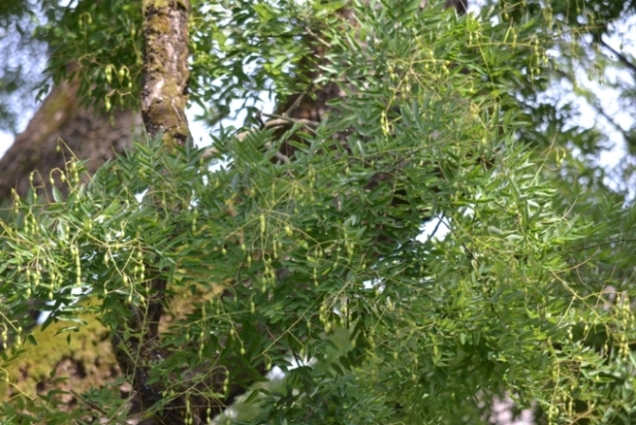 sophora japonica del 1870